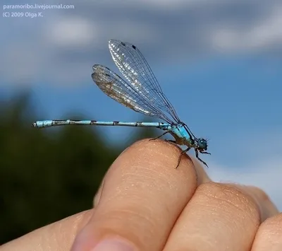 Уникальные моменты стрекозы с большим коромыслом на фото