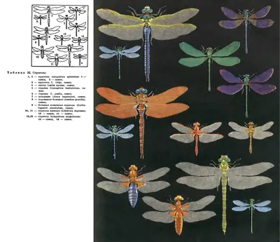 Фотографии стрекозы с большим коромыслом: взгляд на мир насекомых