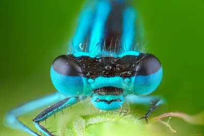 Фото стрекозы глаза: невероятные цвета и формы