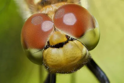 Уникальные снимки стрекозы глаза: природа в объективе