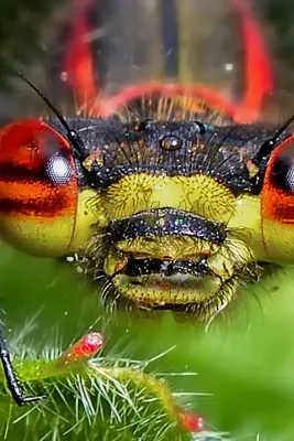 Фото стрекозы глаза: взгляд на мир насекомых