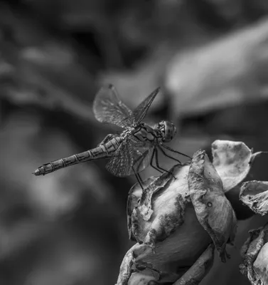 Фото стрекозы бабочки в HDR формате