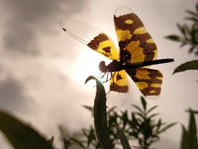 Изумительные стрекозы бабочки в качестве PNG