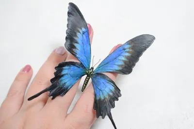 Фотографии стрекозы бабочки: ваши яркие моменты будут жить вечно