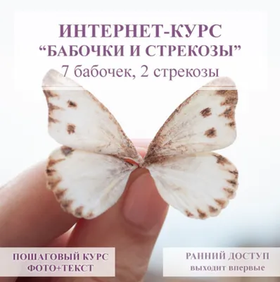 Очаровательные бабочки на фото: создайте коллекцию красоты