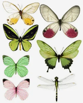 Яркие бабочки на картинках: выбирайте изображения в своем стиле