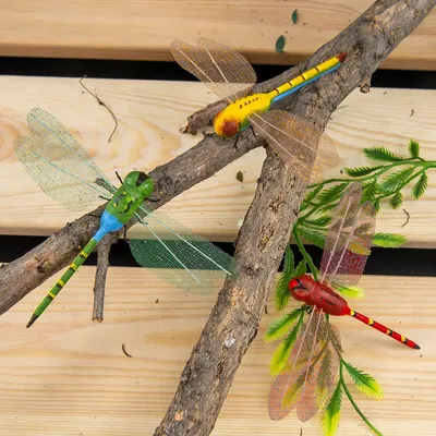 Загадочные стрекозы: фотография, которая придется по вкусу ценителям природы