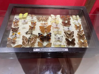 Стрекозы бабочки на изображениях: путешествие в мир красоты