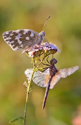 Изображения стрекозы бабочки: сохраните самых красивых насекомых