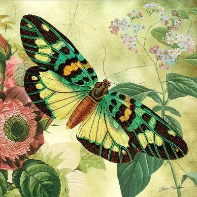 Фотка бабочки: наслаждайтесь естественной гармонией