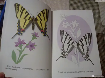 Фотка стрекозы бабочки: яркость красок на вашем экране