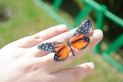 Уникальные бабочки в формате JPG: сохраните необычность каждого изображения