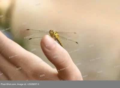 Фото стрекозы в HD качестве