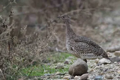 Невероятные изображения птиц на странице Стрепет