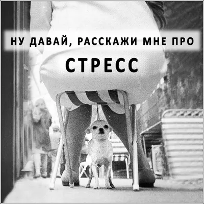 Новые смешные фото - скачать бесплатно в WebP формате