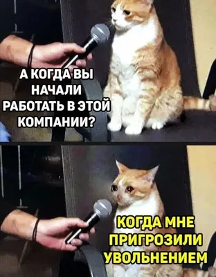 Фотографии, которые вызовут смех