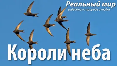 Изумительные картинки птиц в разных форматах