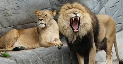 Уникальная картинка стриженного льва на черном фоне