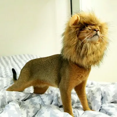 Уникальное изображение стриженного льва в формате webp