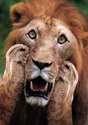 Качественное фото стриженного льва для скачивания