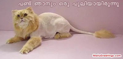Фото стриженного льва в формате webp с эффектом объемности