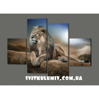 Фото стриженного льва с яркой подсветкой в формате webp