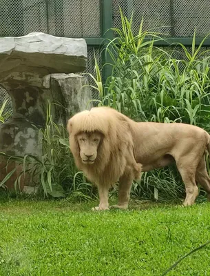 Фотография стриженного льва в высоком разрешении