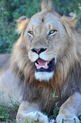 Фото льва после стрижки