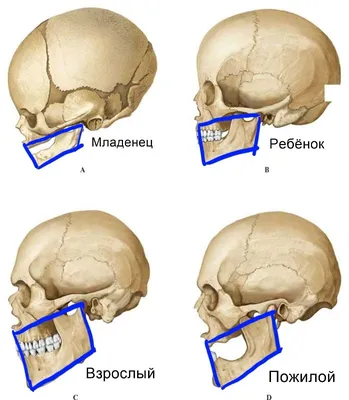 Детализированный взгляд на челюсть: Скачивание в формате JPG