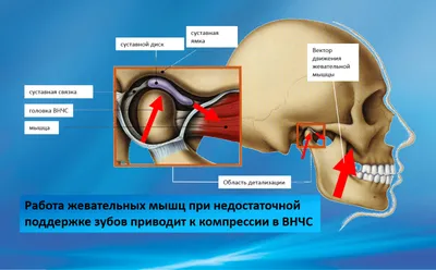 Изысканная красота челюсти: Фото высокого разрешения