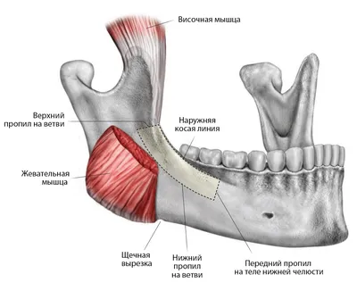 Строение челюсти человека фотографии