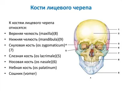 Размеры челюсти на выбор: Фото высокого разрешения