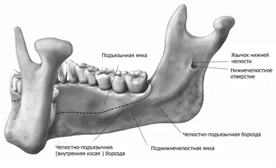 Визуализация строения челюсти: Изображение в формате JPG