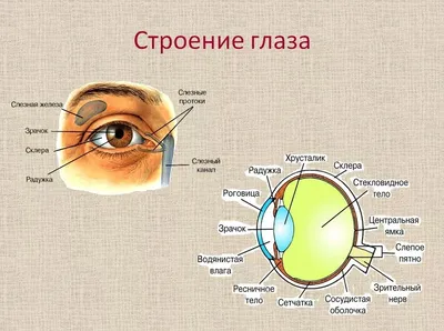 Изучайте анатомию глаза: фотографии в высоком разрешении.