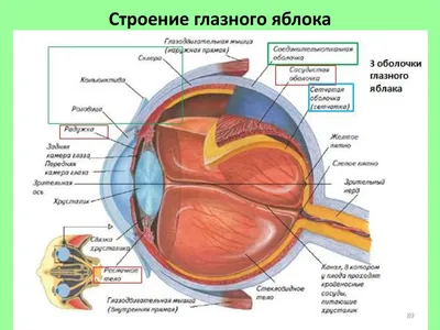 Загляните внутрь: фотографии строения глаза в высоком качестве.