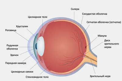 Исследуйте глаз в деталях: скачивайте картинки по вашему выбору.