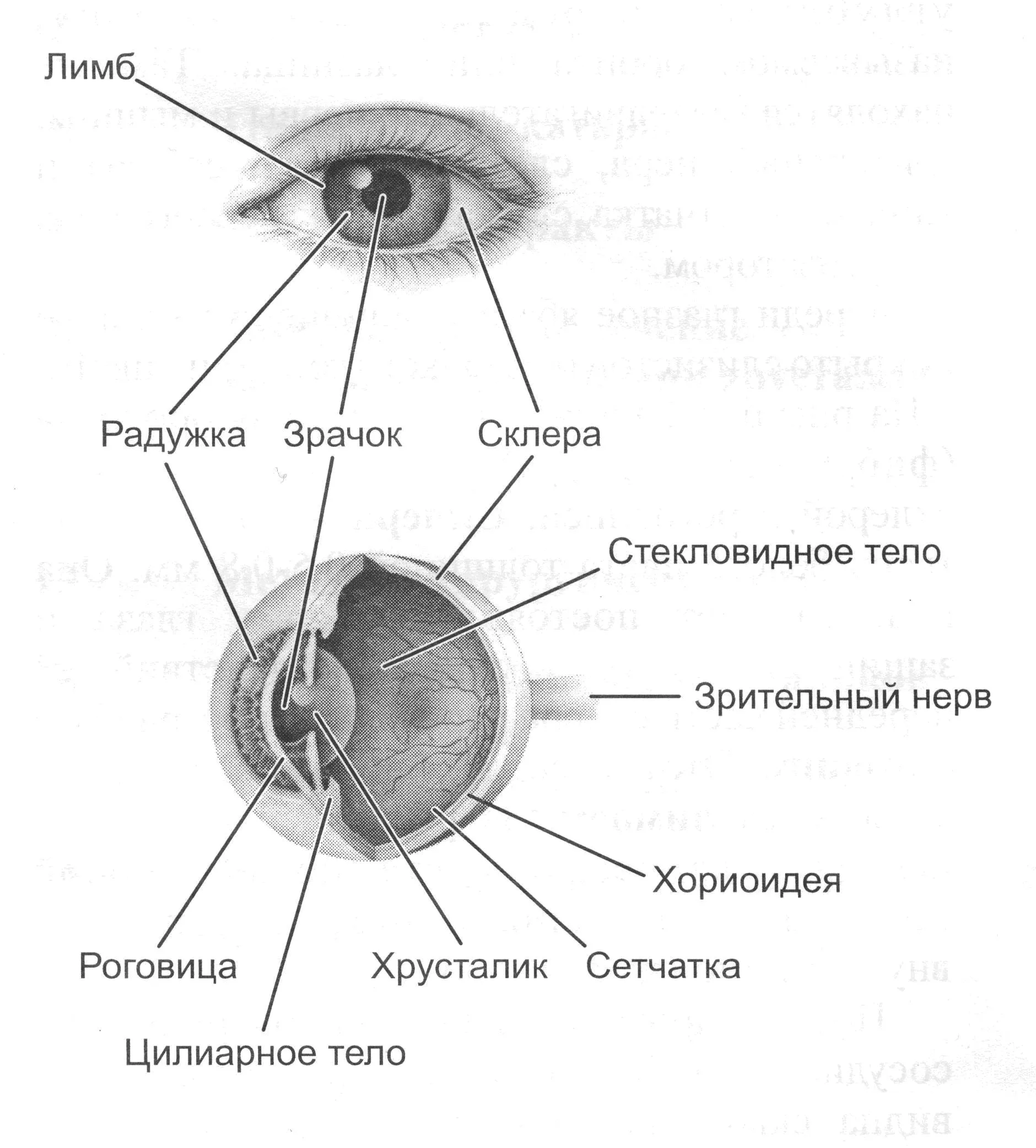 Строение глаза, анатомия глаза и его функции