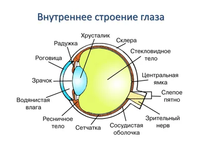 Глаз в деталях: уникальные снимки в разных форматах.