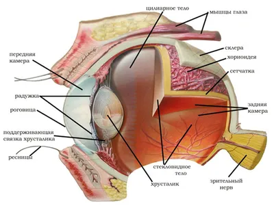 Строение глаза человека фотографии