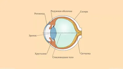 Под микроскопом: фотографии строения глаза в высоком разрешении.