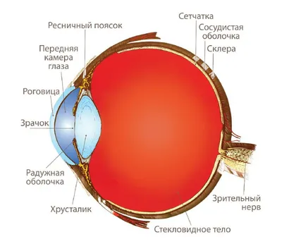 Выберите свой формат: JPG, PNG, WebP фото глаза.