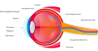 Изучение анатомии: фотографии строения глаза в HD.