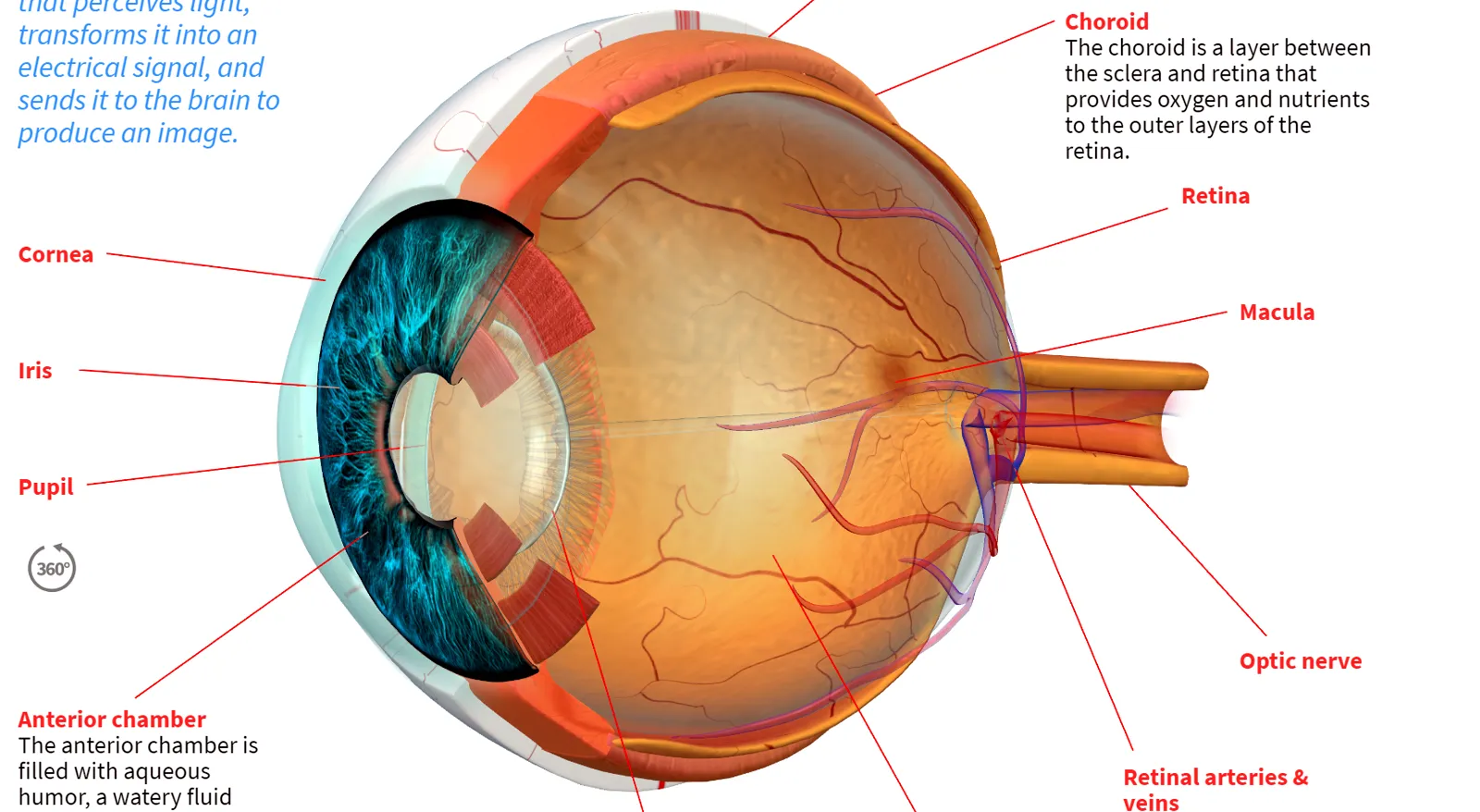 Глаз т в. Строение глаза анатомия 3д. Строение человеческого глаза. Внутреннее строение глаза. Глаз в разрезе.
