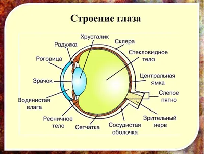 Видите больше: скачивайте картинки с анатомией глаза.