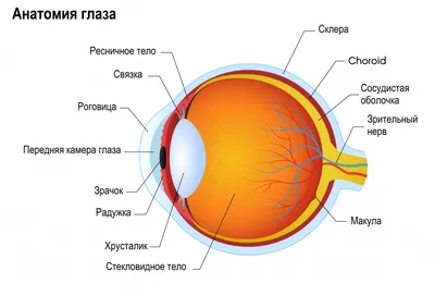 Под микроскопом: фотографии строения глаза в высоком разрешении.