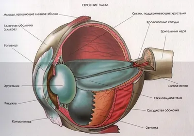 Подробное рассмотрение глаза: картинки для загрузки.