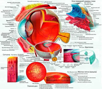 Фотографии глаза человека: углубленный взгляд в анатомию.