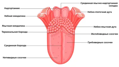 Строение языка человека  фото