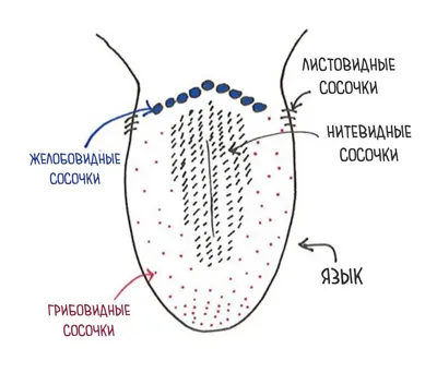 Фотоискусство: Изображения Строения языка на ваш выбор