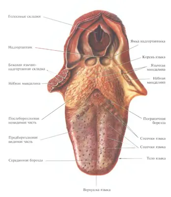 Выберите свой стиль: Фотографии Строения языка в JPG